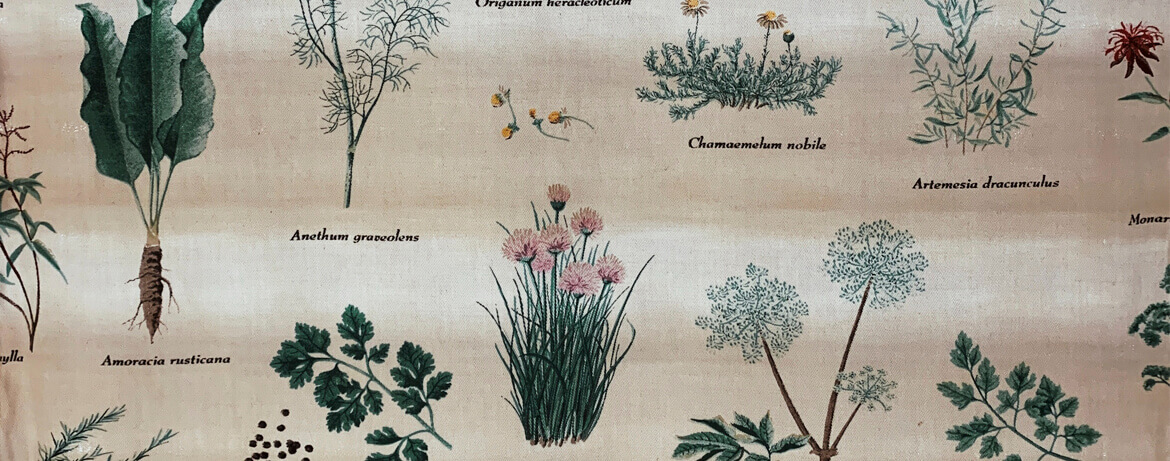 ilustración con plantas aromáticas