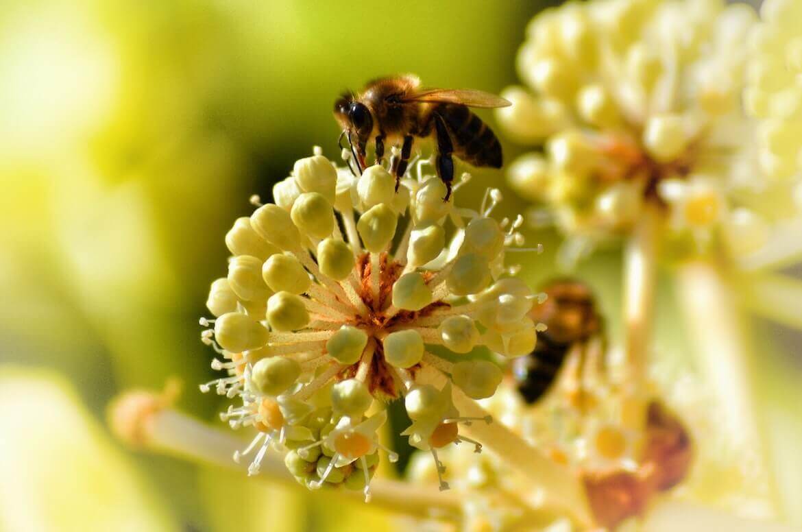 principios activos de las plantas medicinales