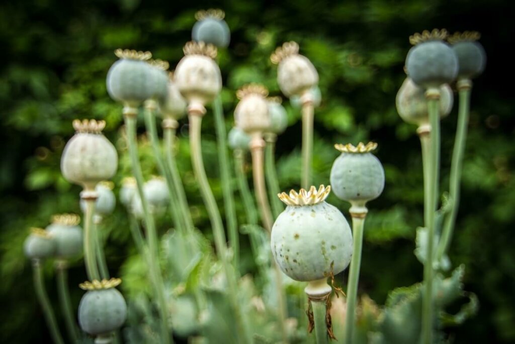 semillas de papaver somniferum. principios activos de las plantas medicinales beneficios y riesgos