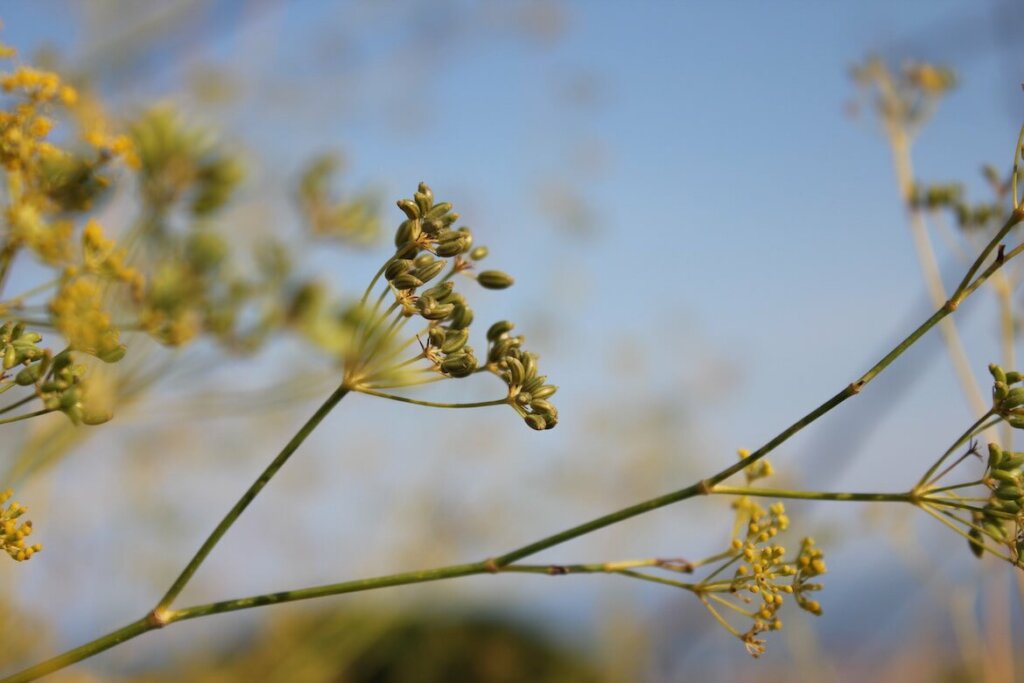 foeniculum vulgare, hinojo silvestre, foto notasnaturales.com