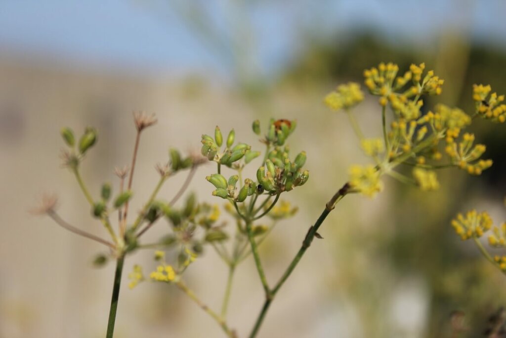 hinojo flor, imagen notasnaturales.com