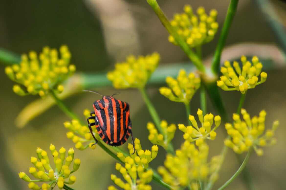 hinojo silvestre planta