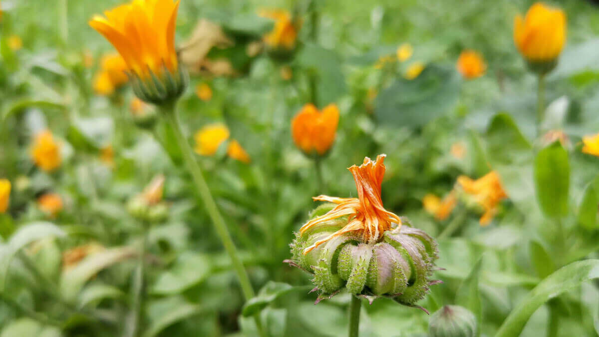 calendula cultivada es una especie apta para recolección de plantas medicinales