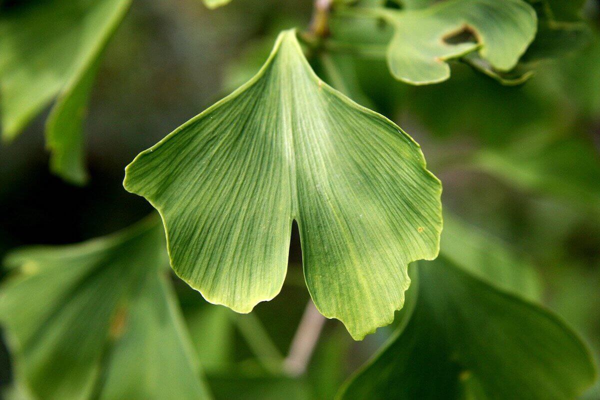 investigar plantas medicinales tradicionales como el ginkgo biloba facilita el descubrimiento de nuevos fármacos