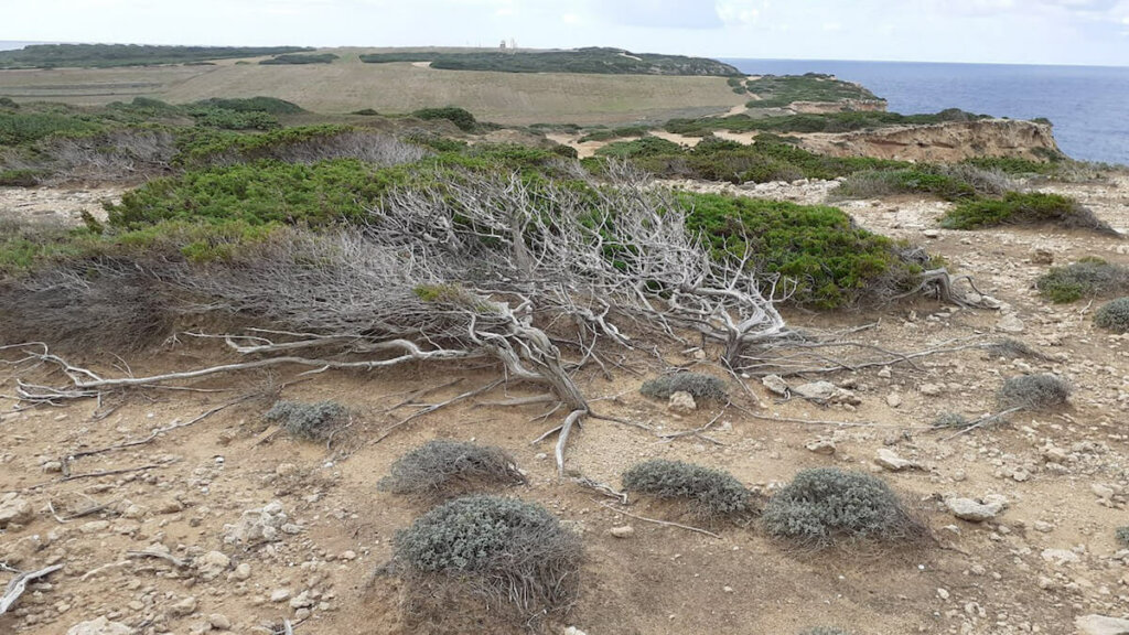 enebro capo mannu, , penisola del sinis cerdeña, notas naturaleas