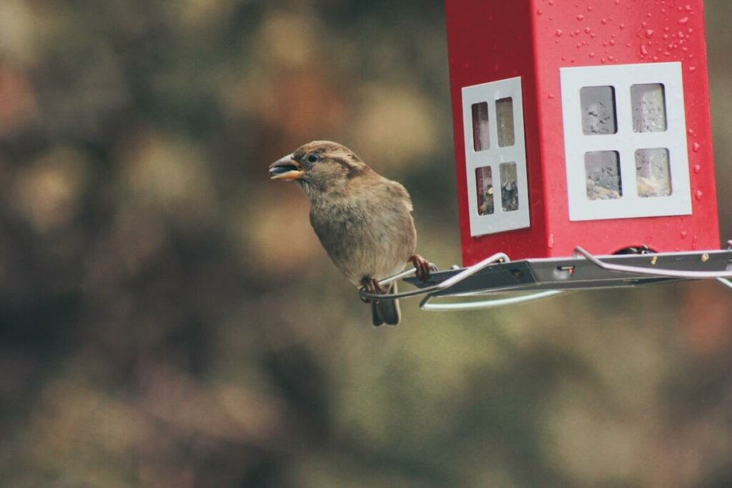 casita para alimentar aves silvestre es un regalo ideal para los amantes de la naturaleza