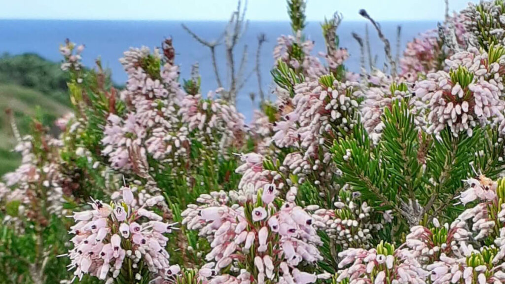 erica multiflora, peninsula de sinis cerdeña, notas naturaleas