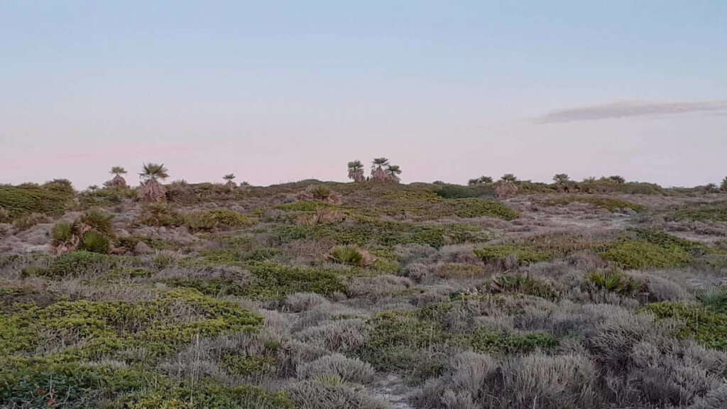 palmera enana, peninsula de sinis cerdeña, notas naturaleas