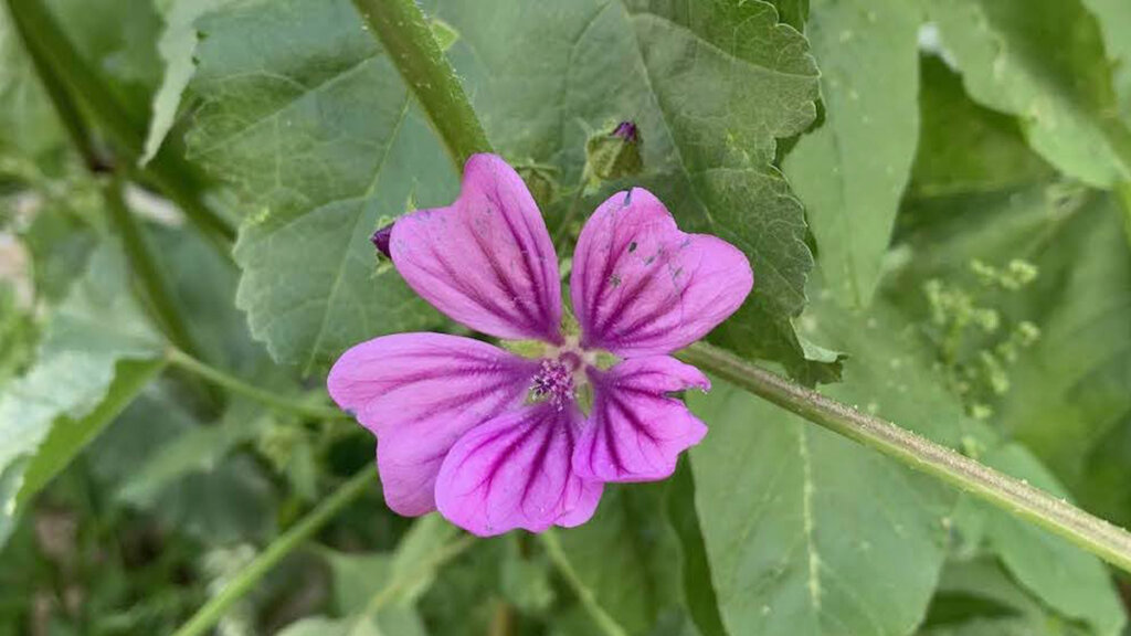 malva silvestre planta y flor