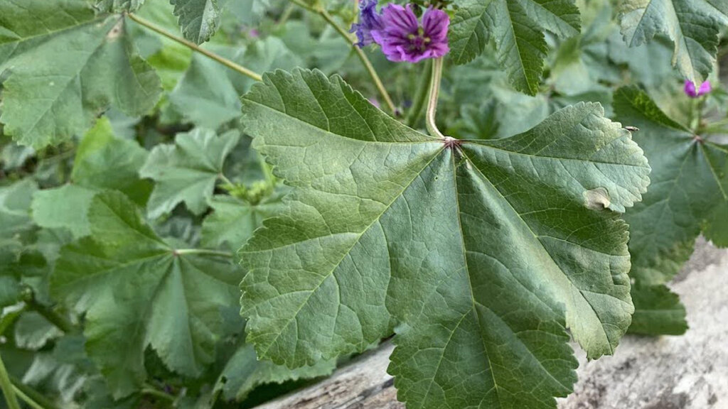 hojas de malva