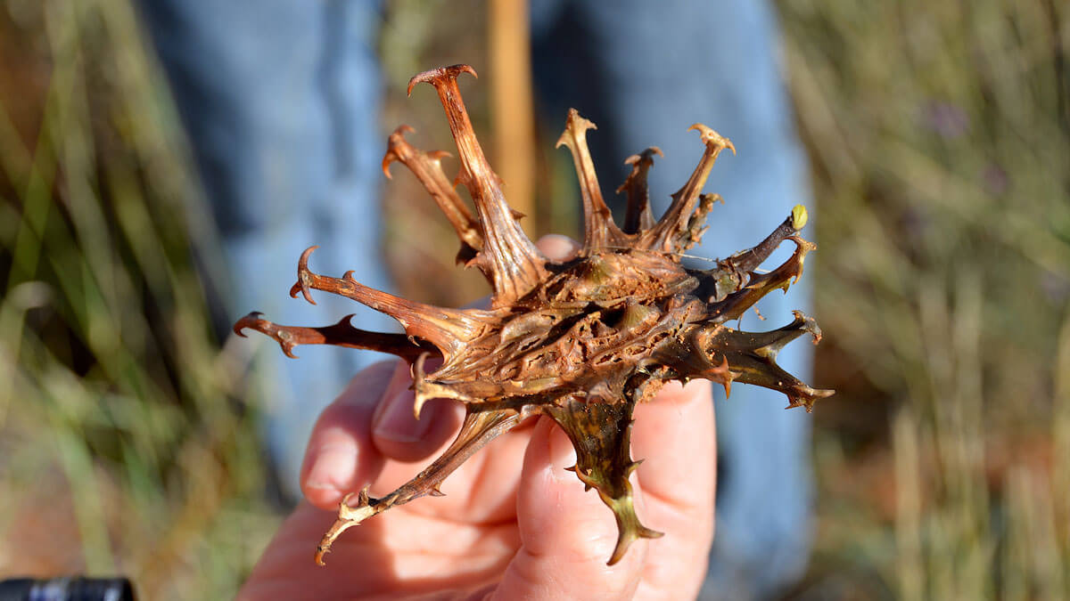 fruto leñoso y con garfios, característico de la planta de la garra del diablo