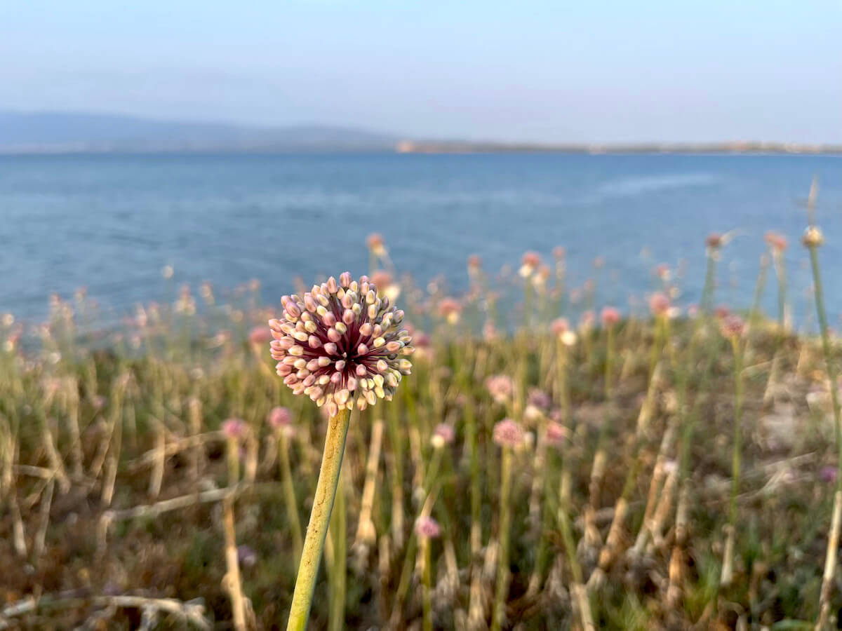 Flor silvestre rosada en primer plano, con vegetación costera y el mar Mediterráneo desenfocado al fondo.