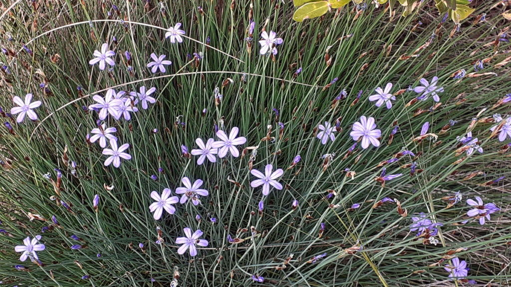 flores silvestres de primavera, flor de Chunqueta