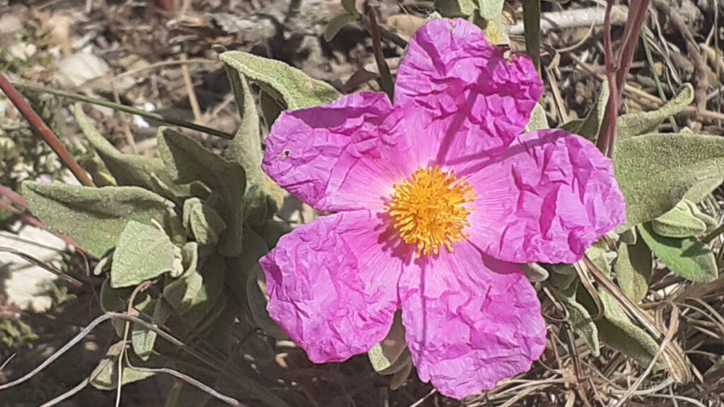 flores silvestres de primavera, jara blanca