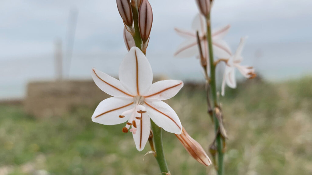 flores silvestres de primavera, asfódelo