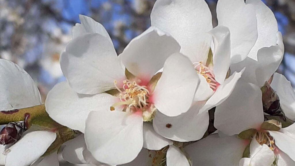 almendro en flor en primavera