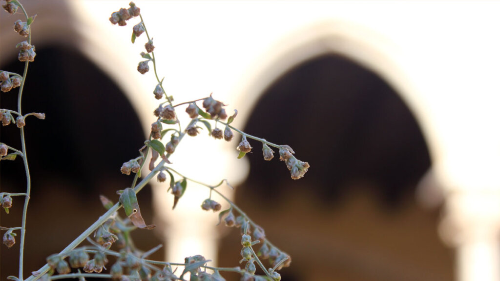 planta medicinal en el Monestir de Pedralbes