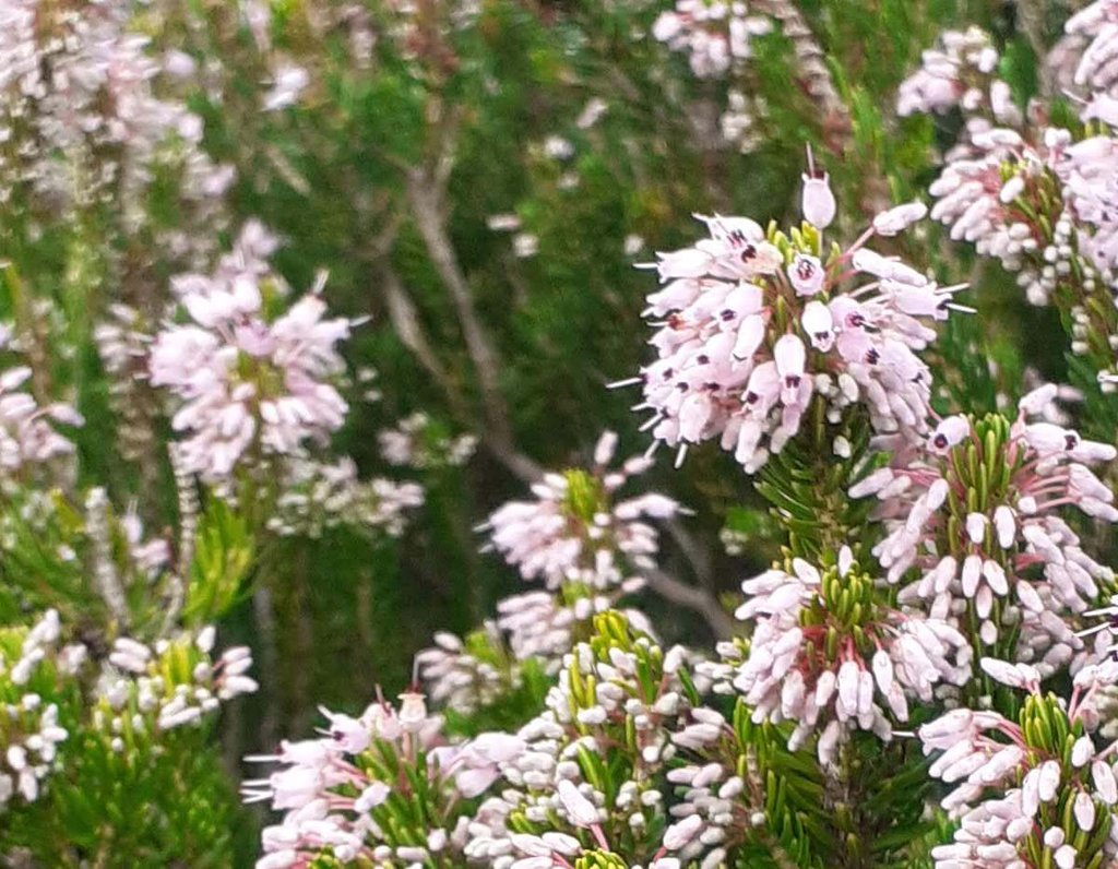 observación de la naturaleza: brezo (Erica multiflora)
