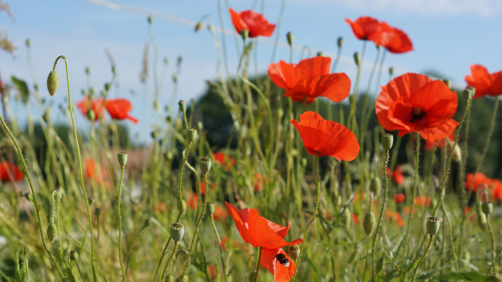 imagenes de hierbas del campo lugar del campo, amapola