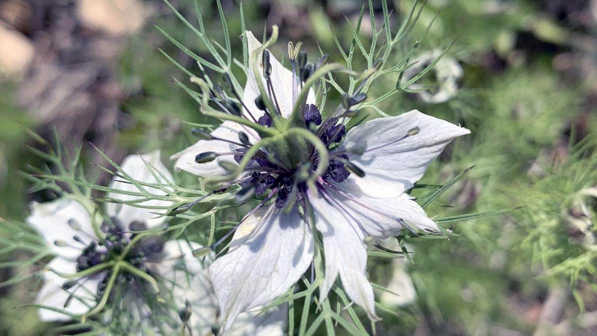 Nigella damascena L, biodiversidad vegetal