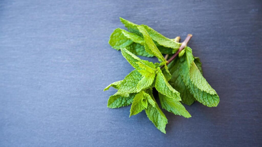 hojas de menta fresca para infusiones digestivas