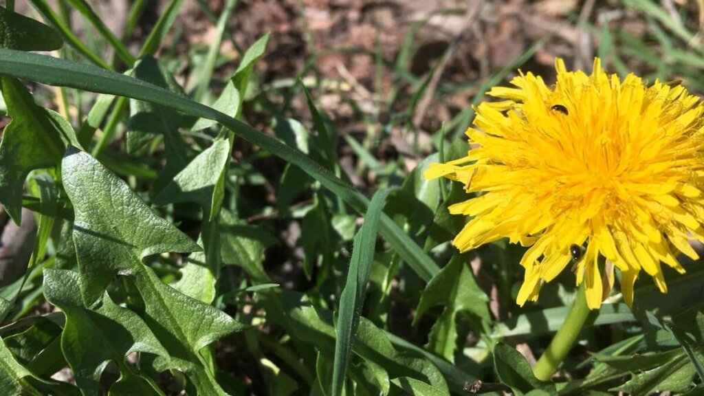 la flor de diente de leon contiene carotenoides