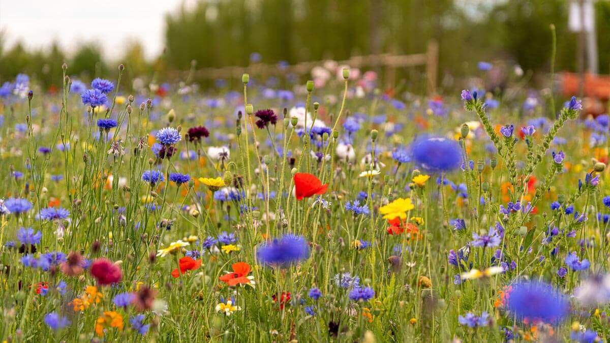 campo de flores con colores