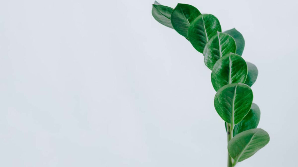 Zamioculcas tipo de planta