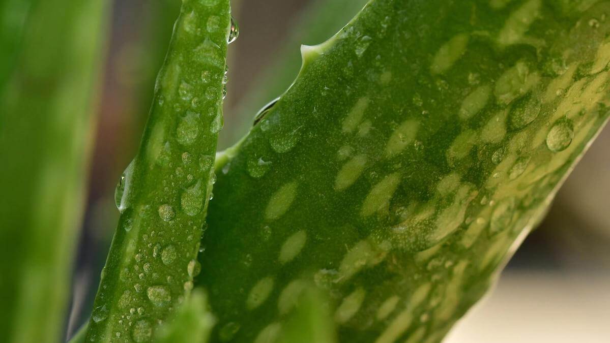 hoja fresca de aloe vera